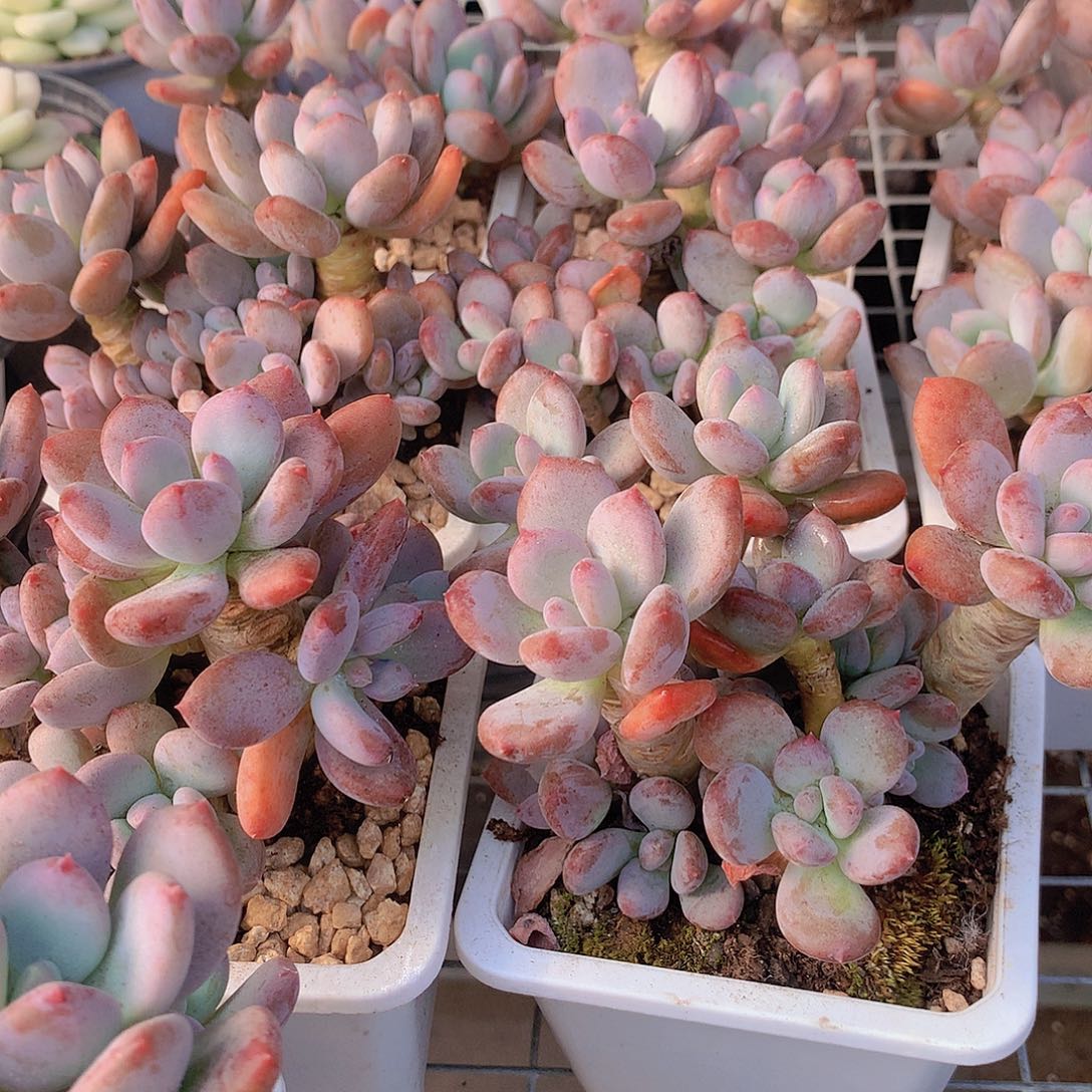 老庄灰姑娘两颗356778899999