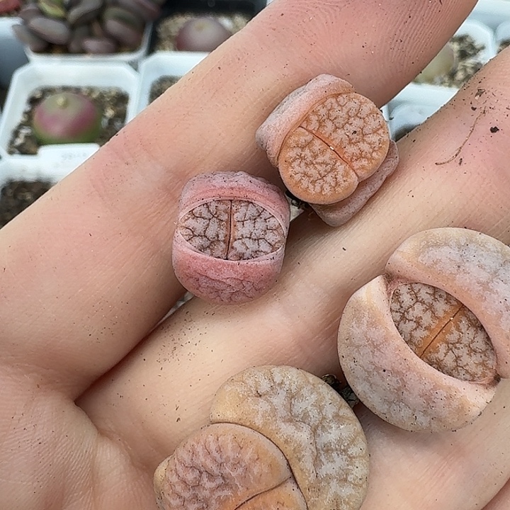 绝***师老马生石花拿铁2856