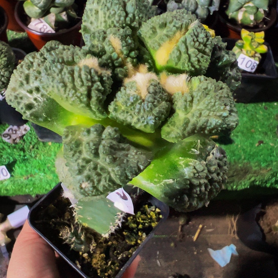 无花朵颗粒龟甲牡丹922