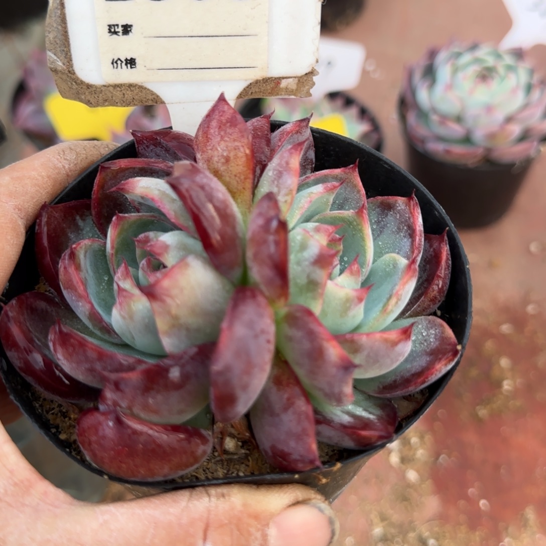 惊鸿一物一拍包装收缩花旱860