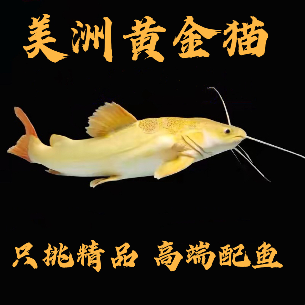 黄金招财猫鱼苗龙鱼配鱼鲶鱼除藻大型淡水鱼热带观赏鱼