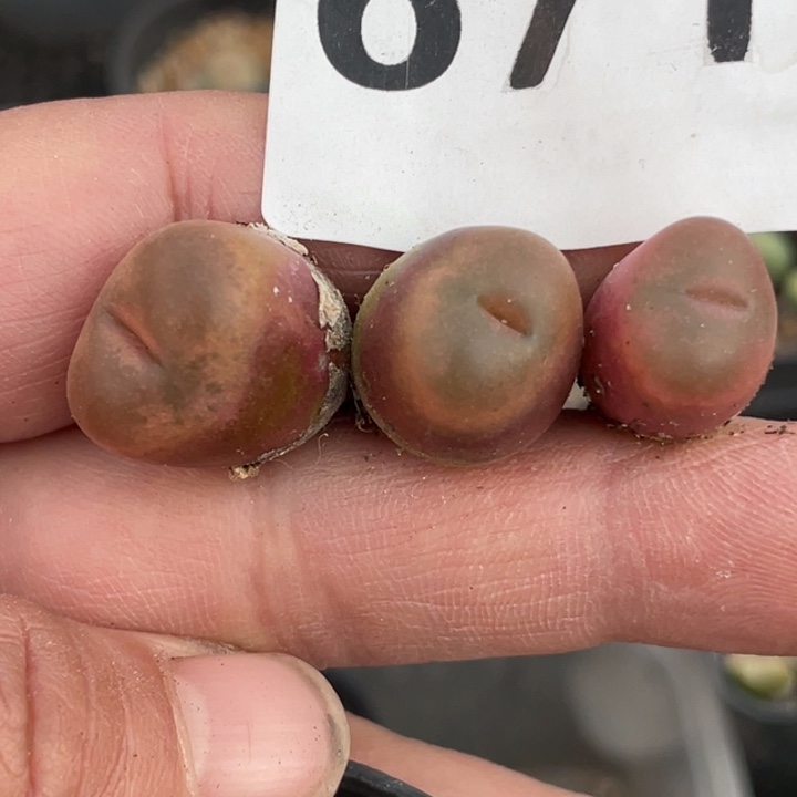 671吕红3颗lllllllllll