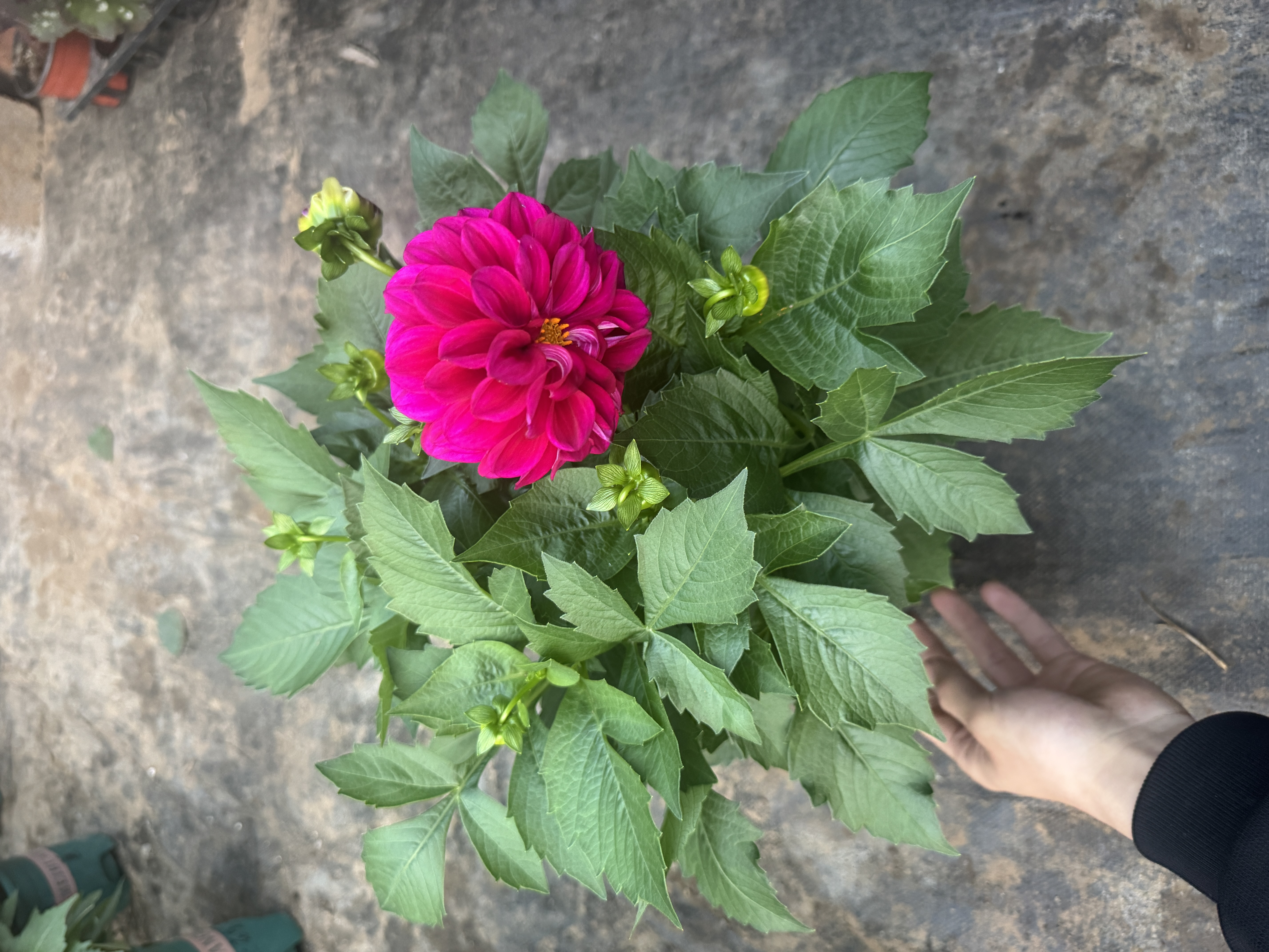 【紫色花海】带花苞发货四季开花重瓣小丽花盆栽南北方可养净化空气