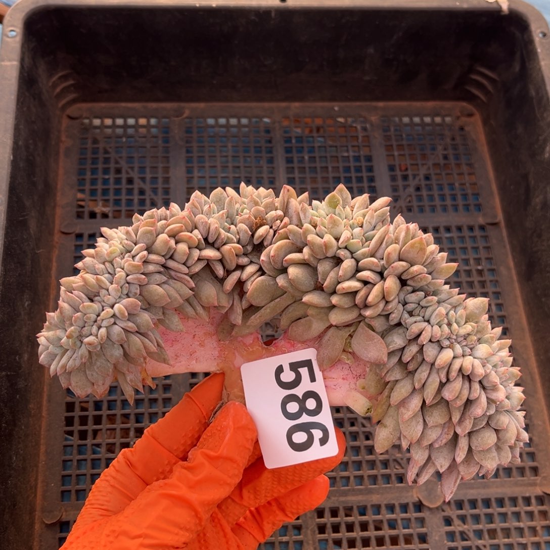 586号新疆西藏内蒙古不包邮