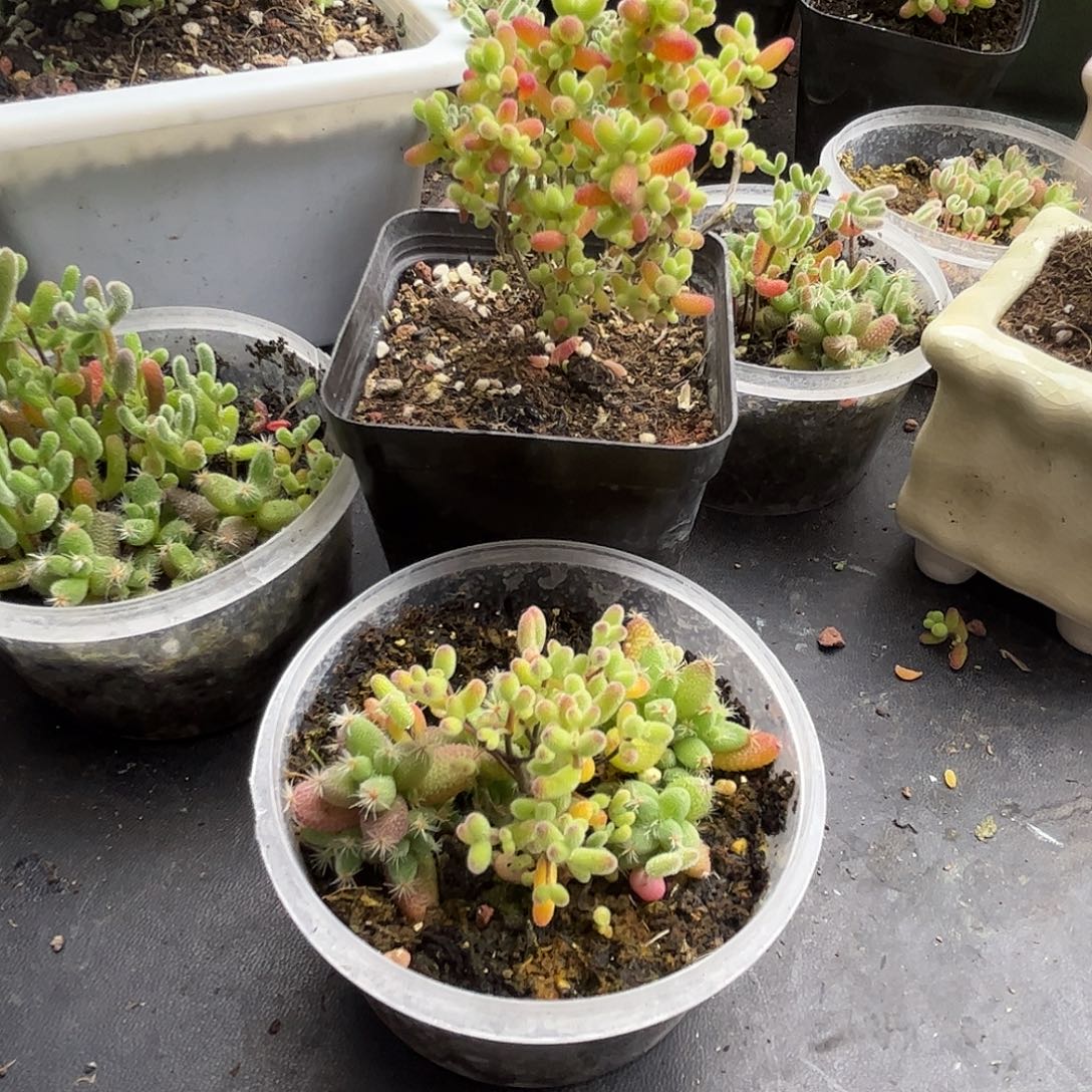 回***忆混播切糕优选枝干番杏