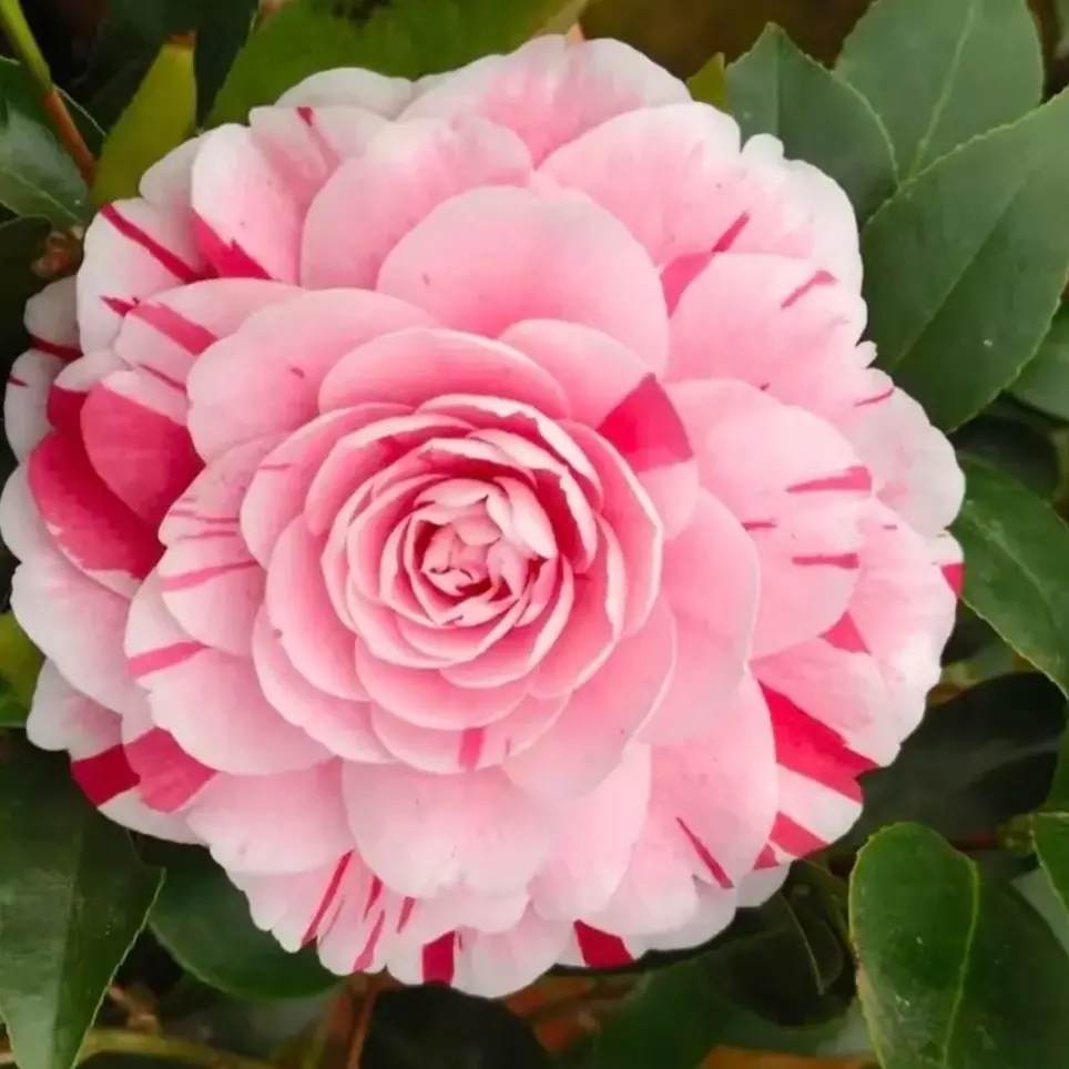 五色赤丹茶花盆栽带花苞室内外易养活花卉绿植