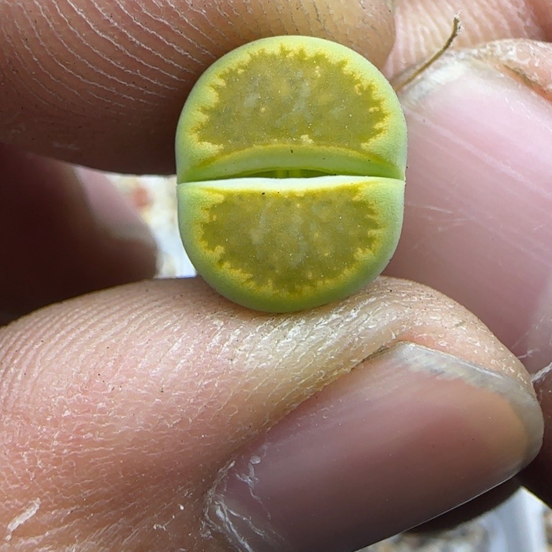 039 生石花大棚直播