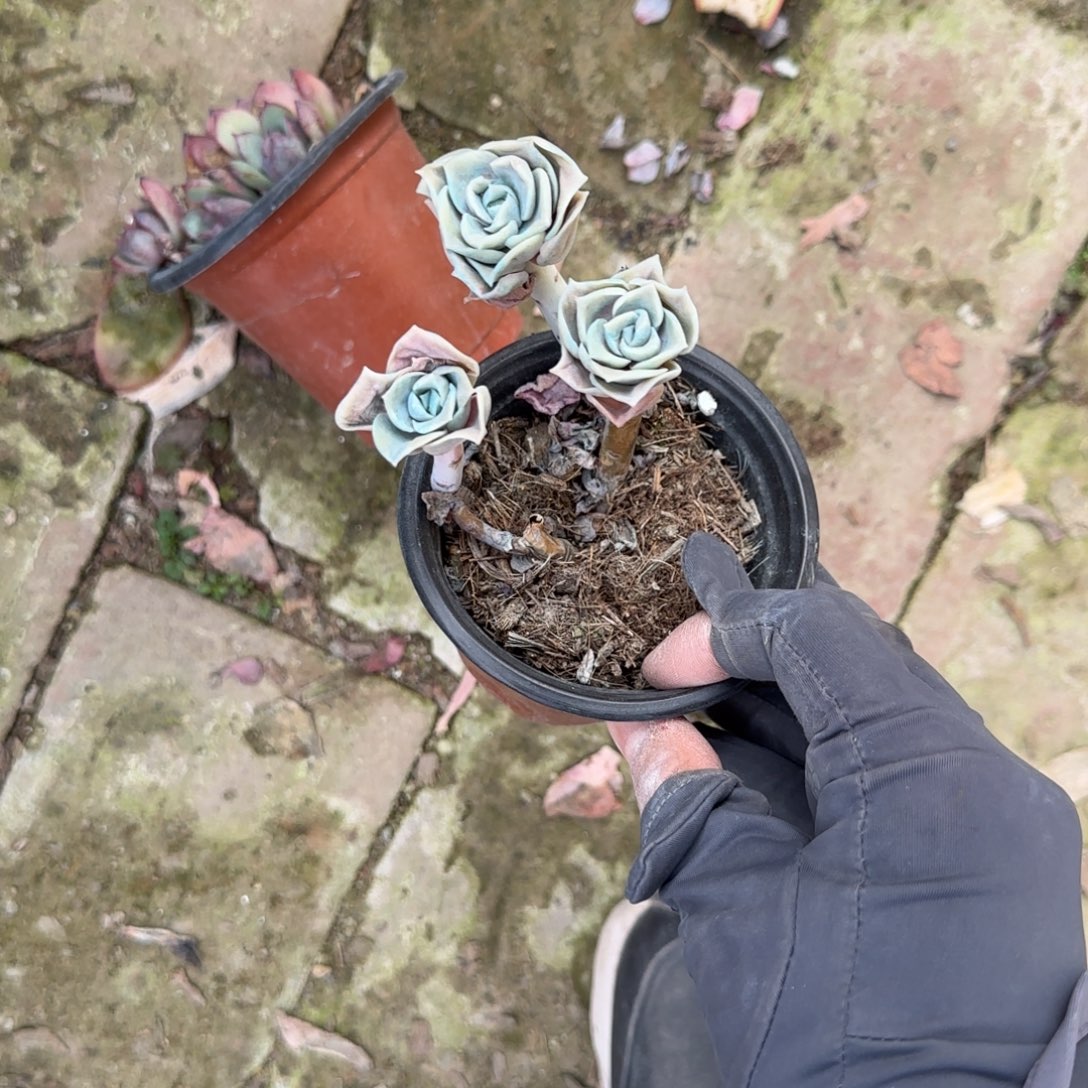 玉****无花朵三头小玫瑰