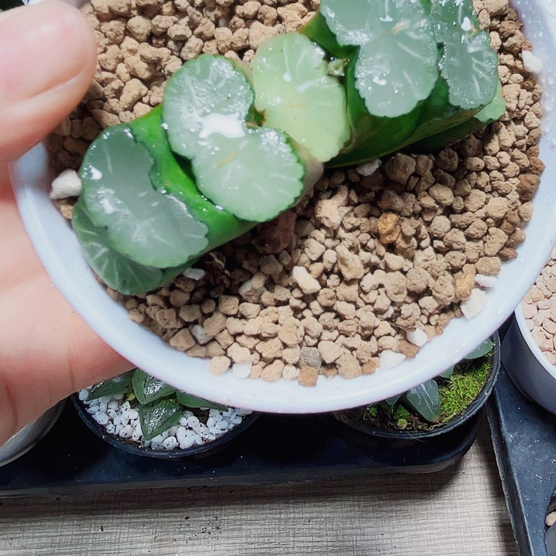 白亚玉扇多肉植物6666