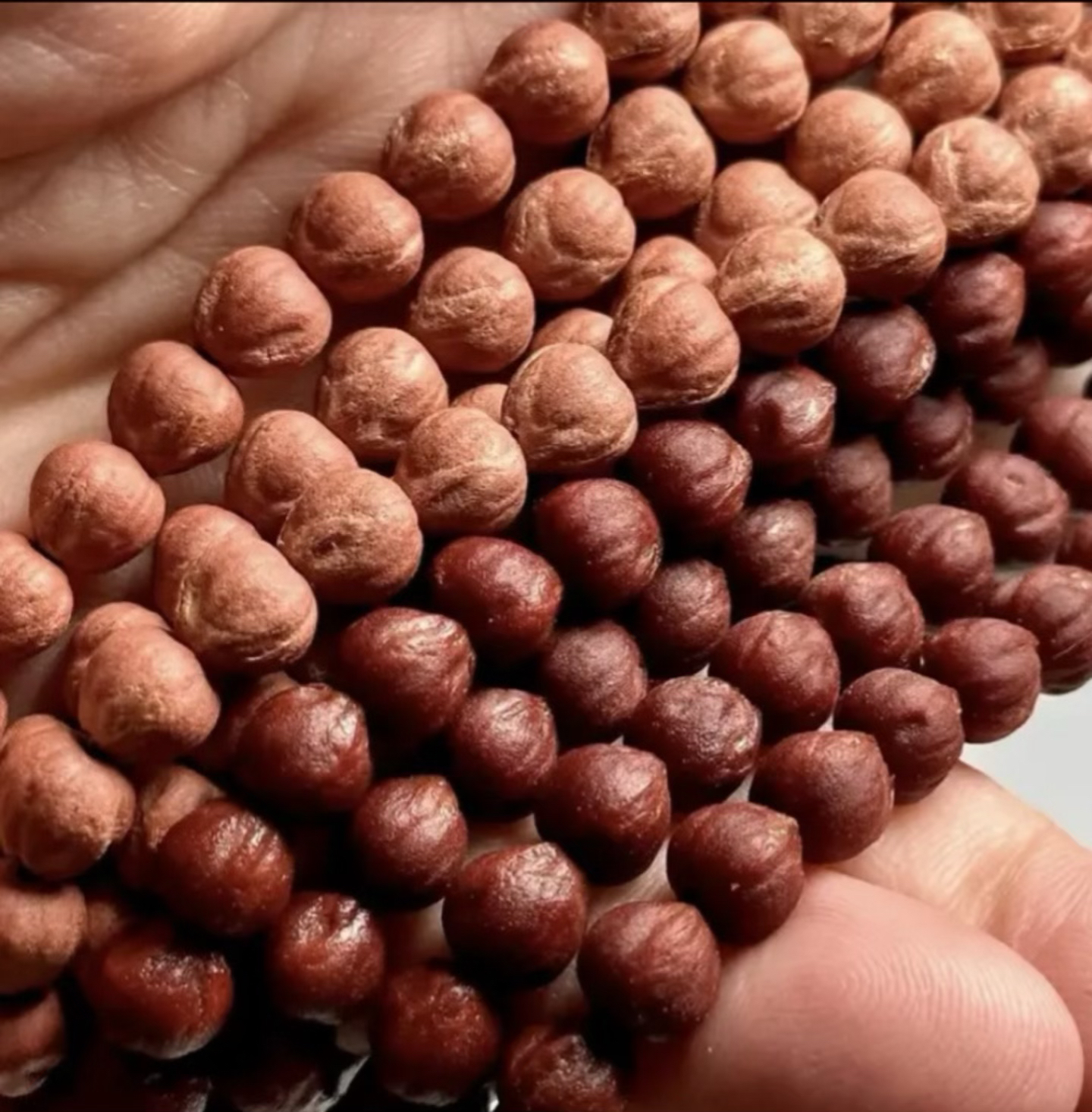 热振柏香籽红皮红肉无芽原桩精挑108盘红返图