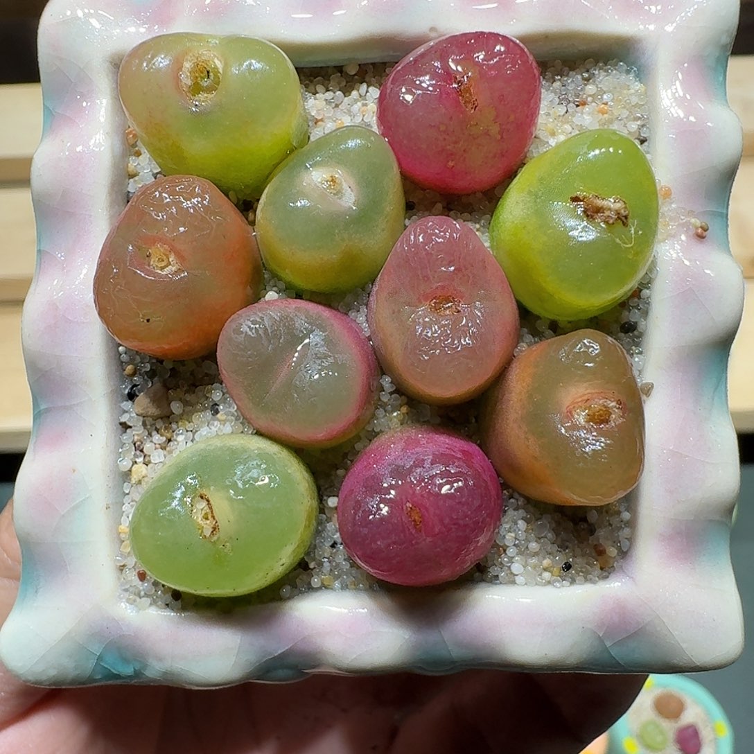 红陶蘑菇237毛汉尼