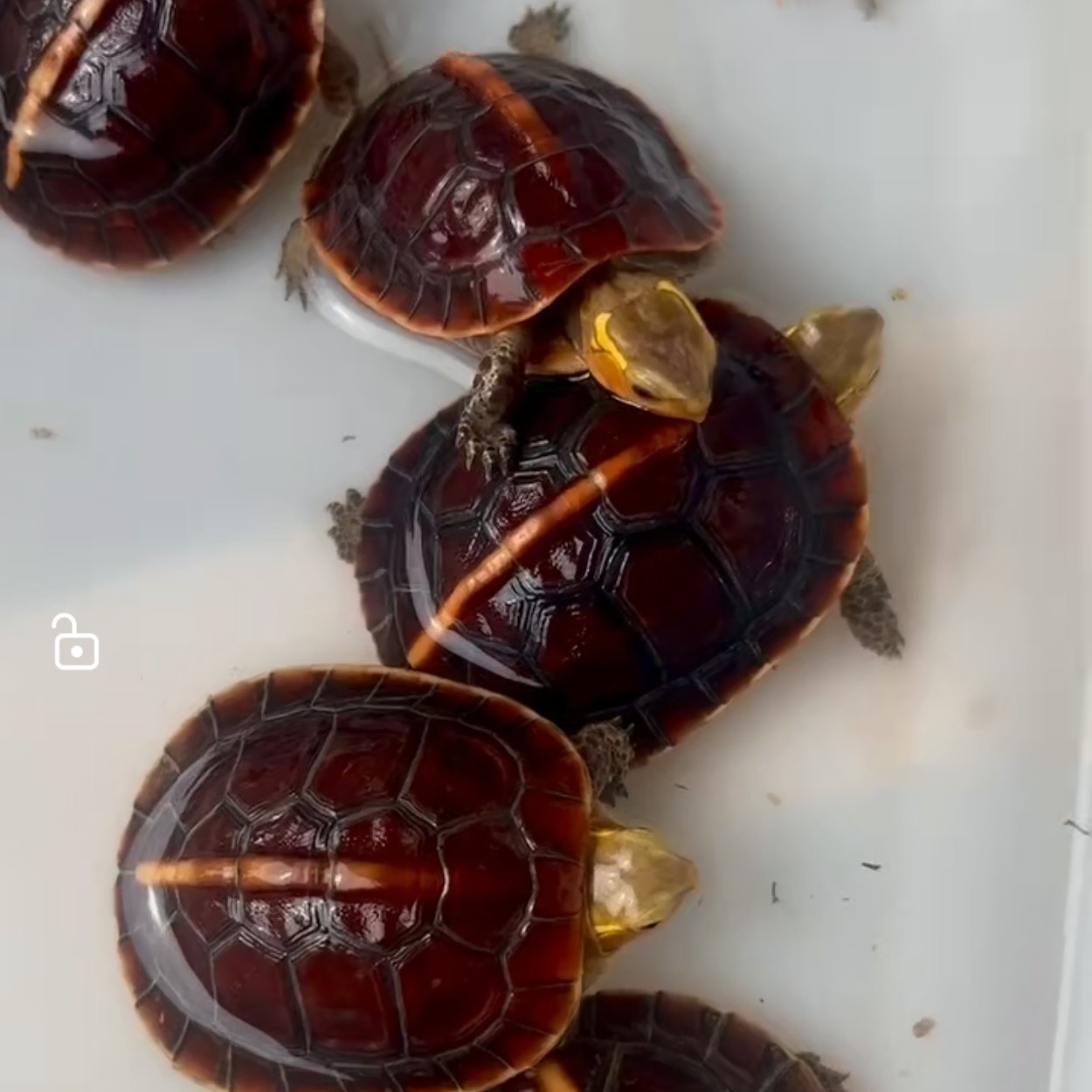 严选正种皖南，精品福利安缘