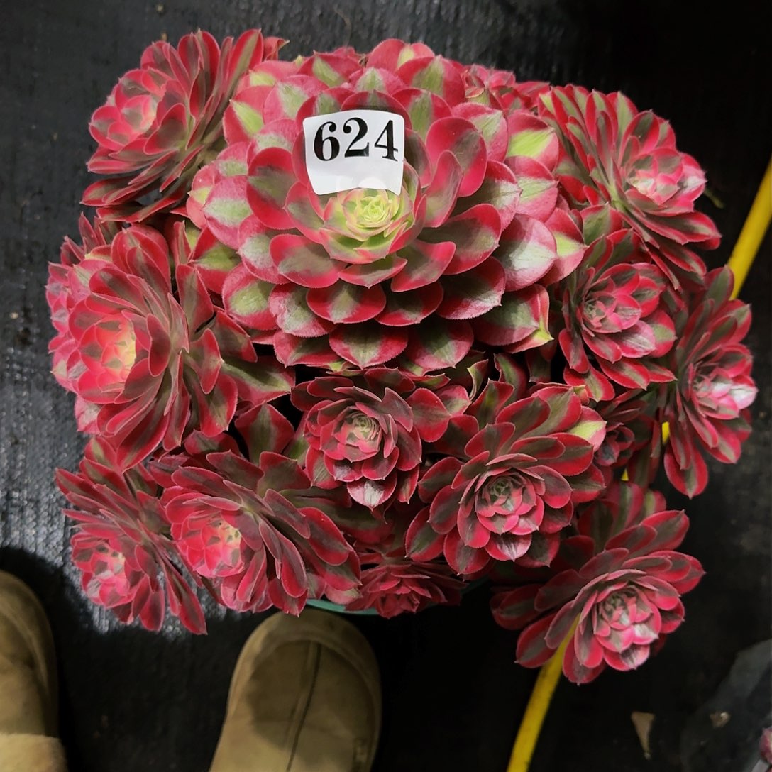 虎****活624多肉植物法师