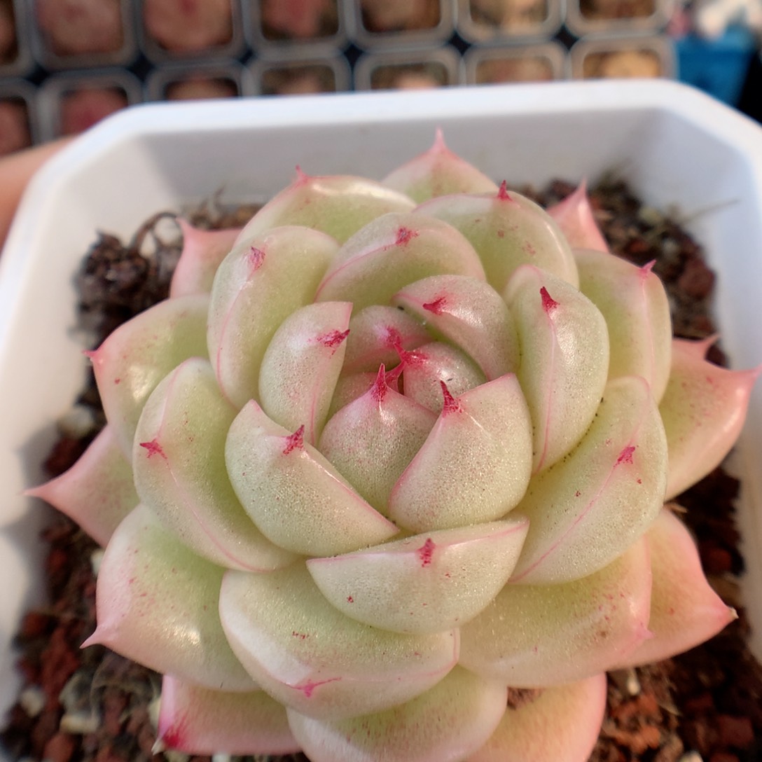 一物一拍精品多肉。麦秆27