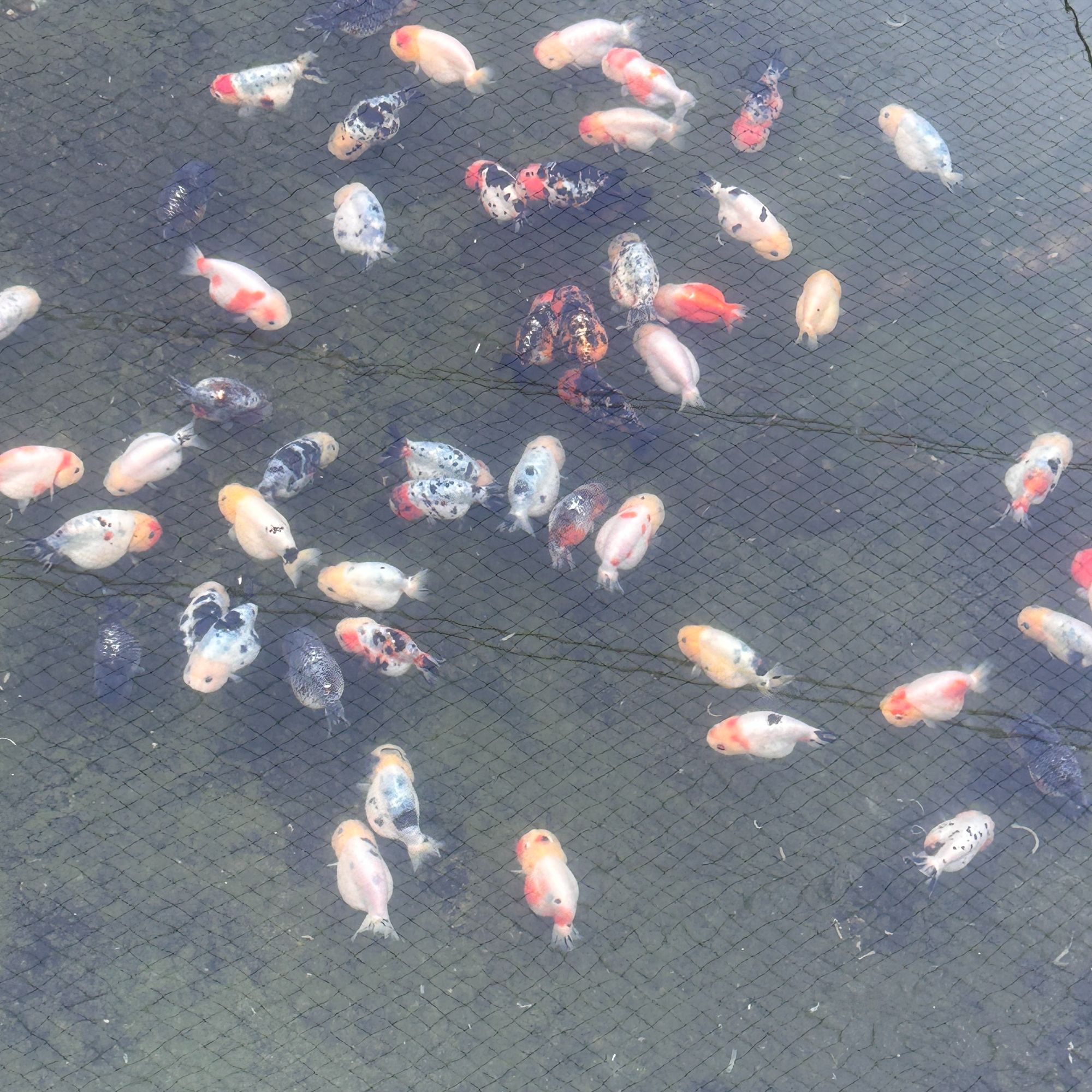 兰寿金鱼观赏鱼冷水鱼福州兰寿鱼苗