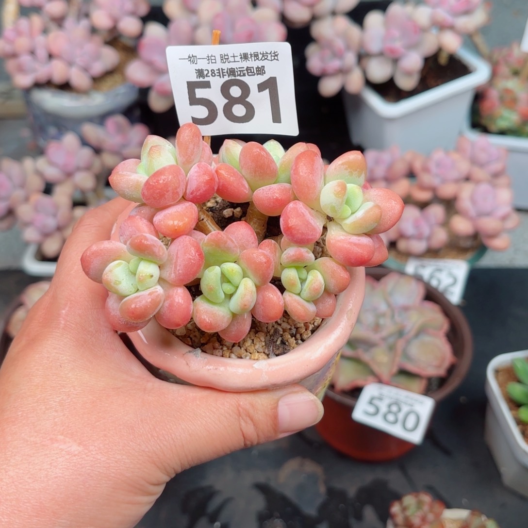 橘子洛神多肉多肉多肉