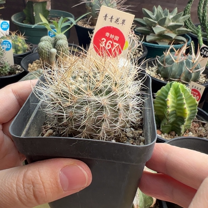 实生狂刺银翁玉一棵