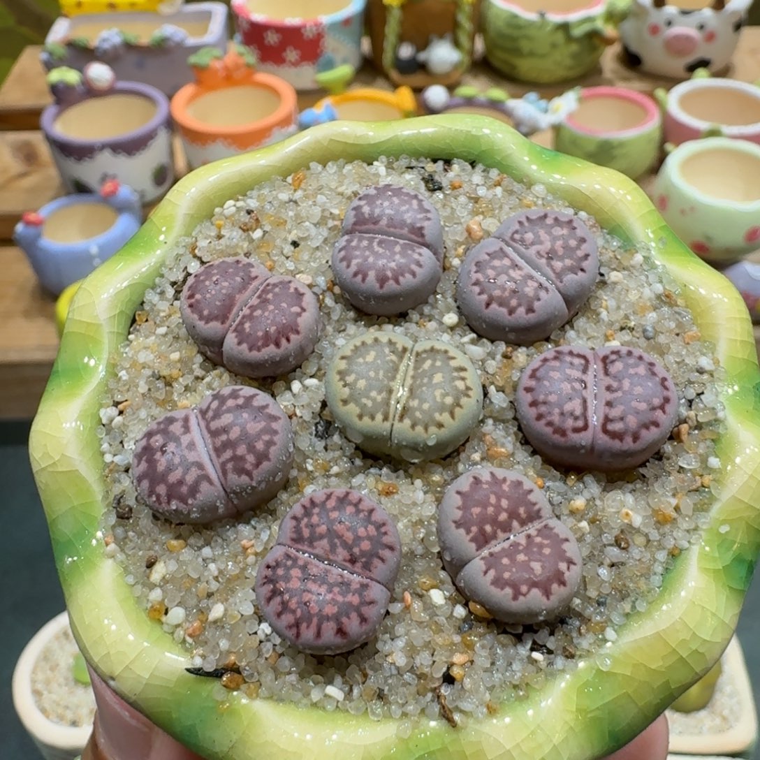 蘑菇1106紫李彩拼多肉植物