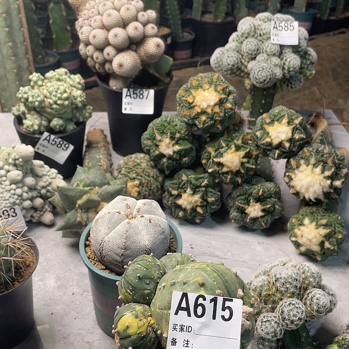 完全开放615兜一个群