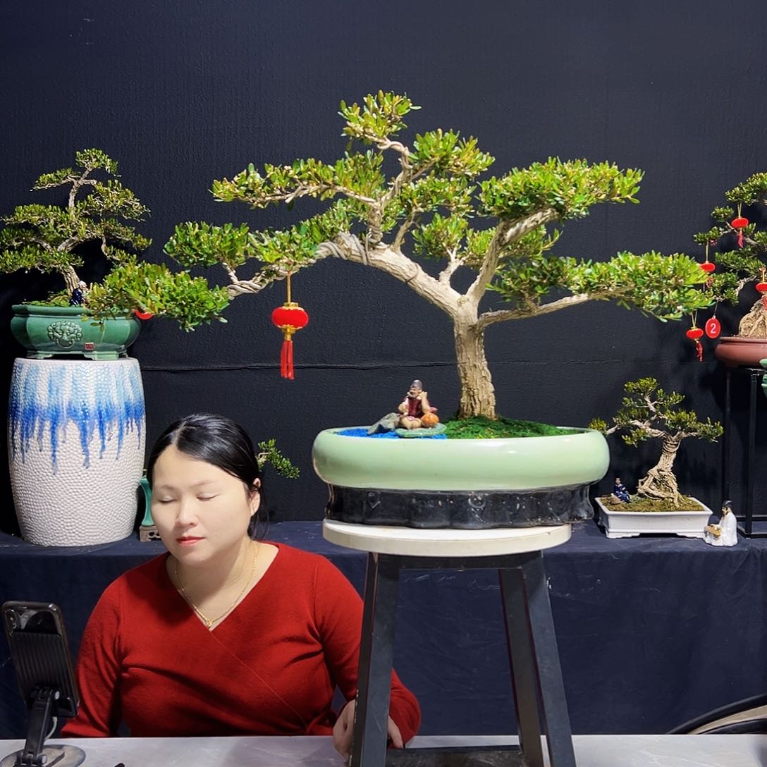 广东黄杨木盆景广东黄杨木盆景