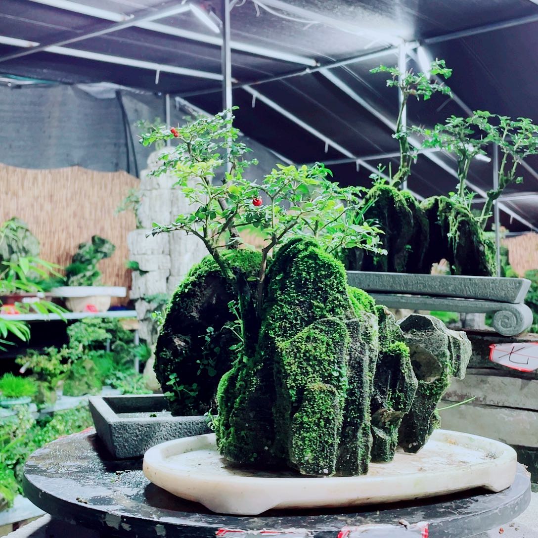T***B无花朵新品发布的第一批新货即将