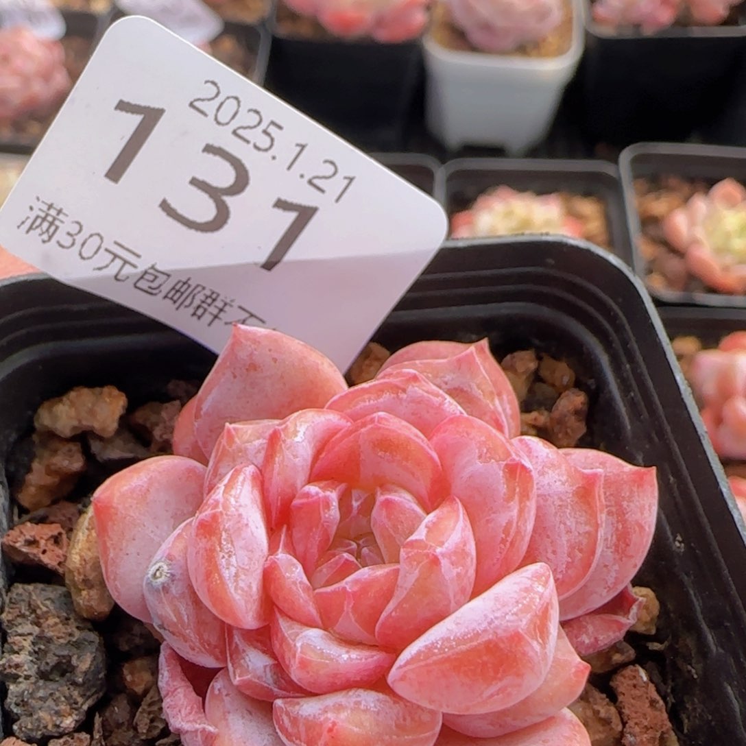 黛玉石化单头一颗脱土