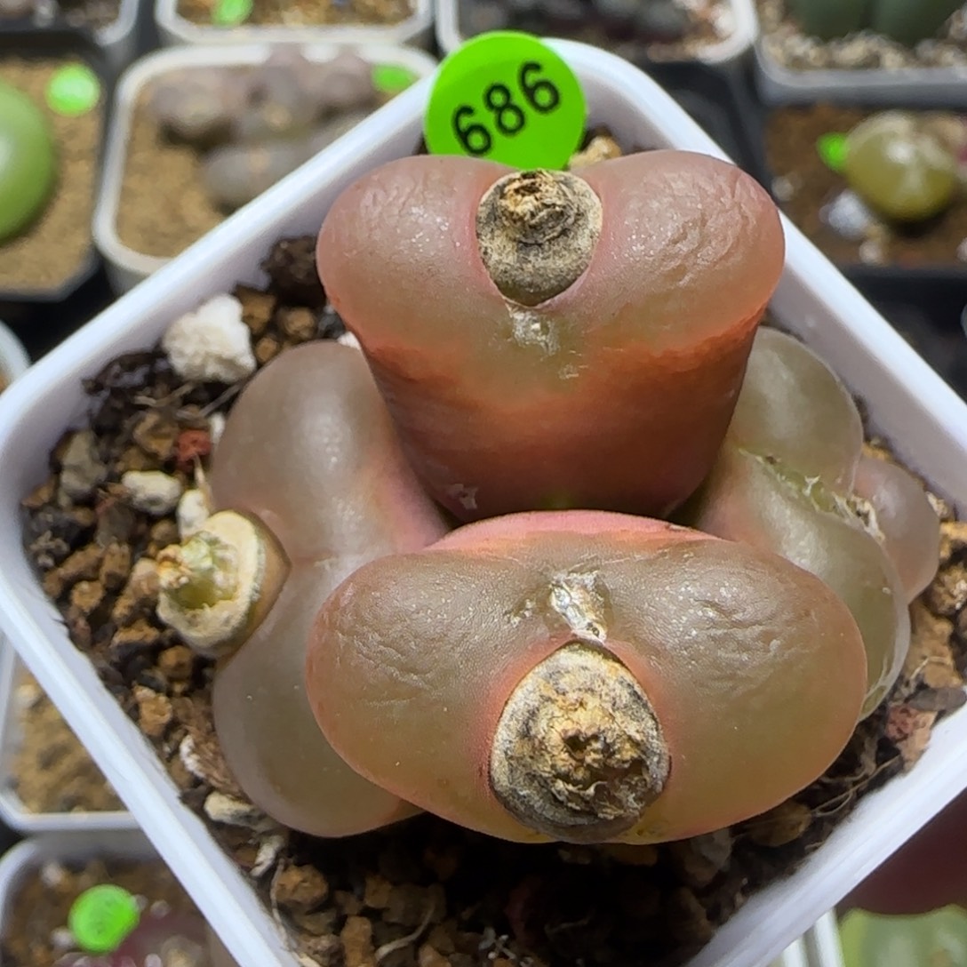 透窗四头缀化群686