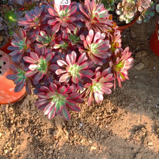 无花朵723多肉植物丽娜