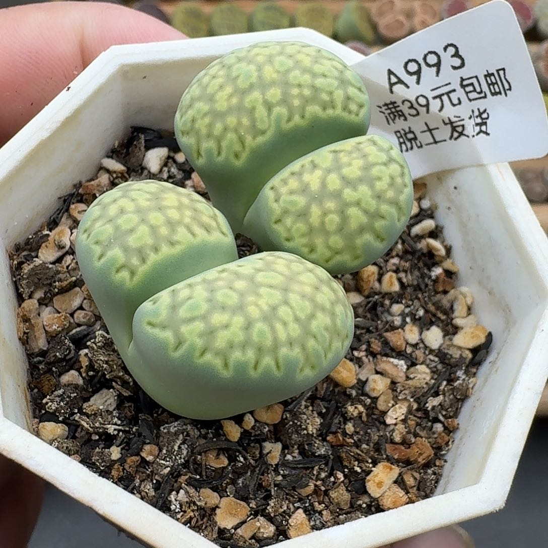 993开播福利款哈哈哈