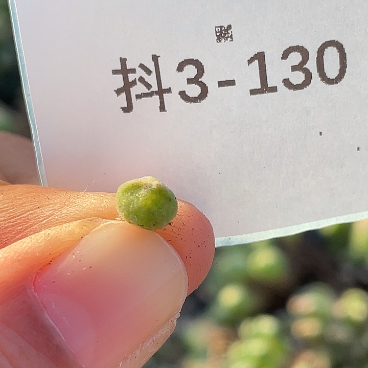 放***春3-130肉锥多肉植物