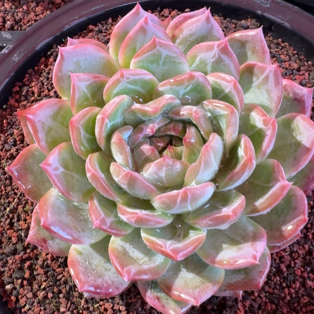 红鸾多肉（38包邮偏远地区128包邮