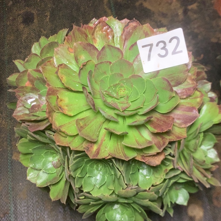 732万圣节多多肉植物