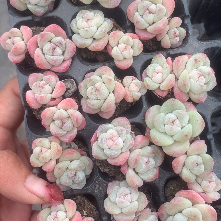 冰玉双10颗。包邮。多肉