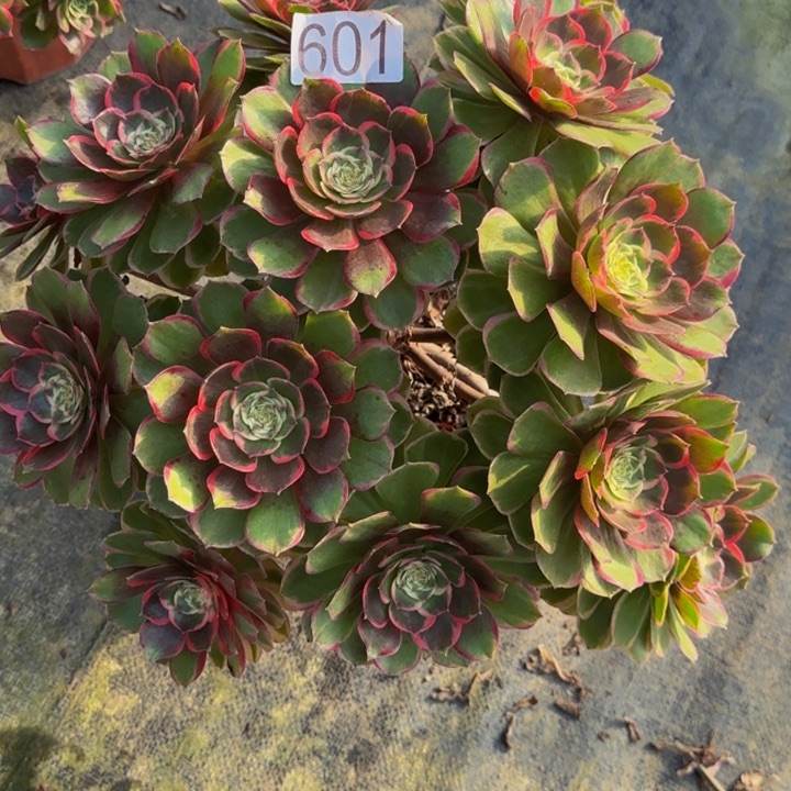 0000000000601粉花妖