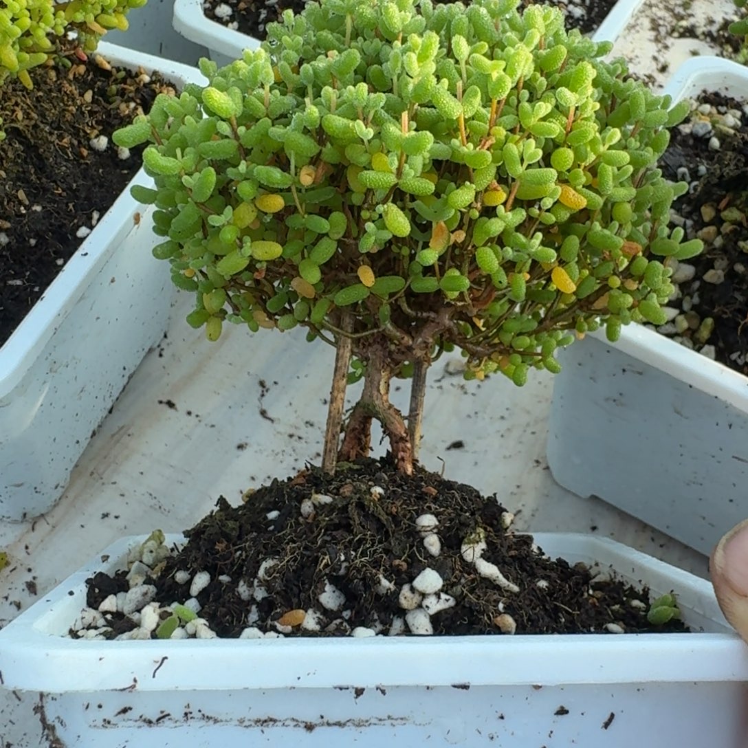 提根金橘带盆带土发