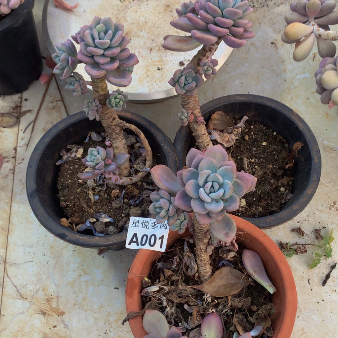 ?*?星悦多肉 A001