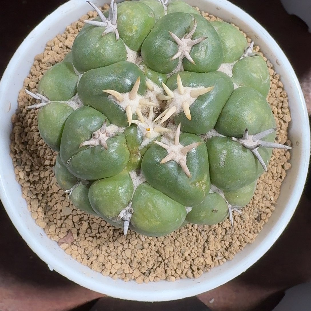 白刺獠牙象牙1234