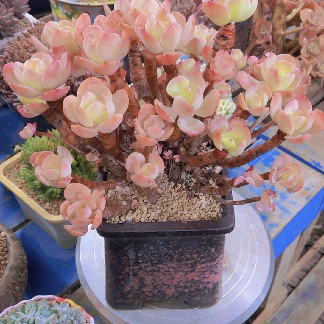 我***牛多肉老桩多肉老桩