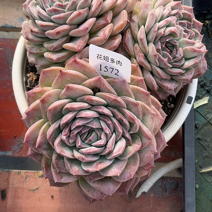苹***仔1572一颗海琳娜88888