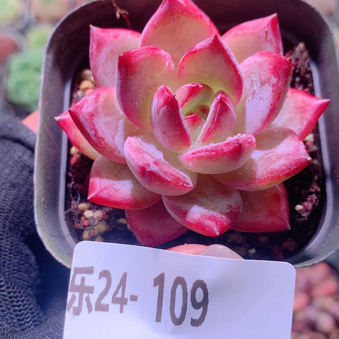 乐然24-109 乌尼莫克