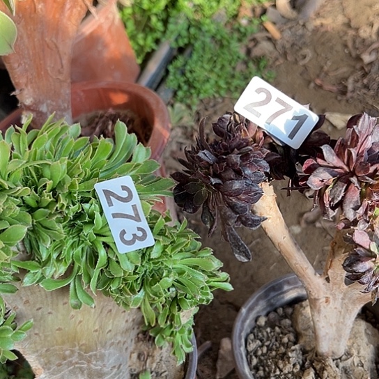 老***车多肉植物两个法师