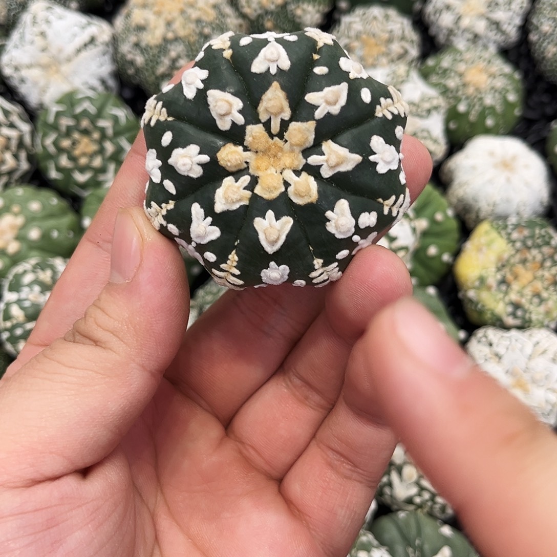 哈哈哈哈哈哈ｖ兜兜