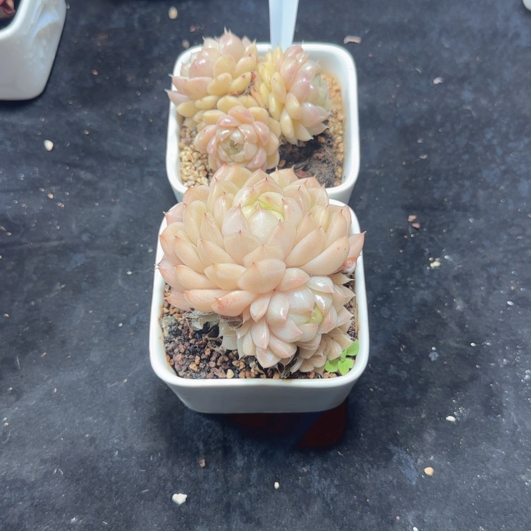 黛西家的多肉，秒宝贝