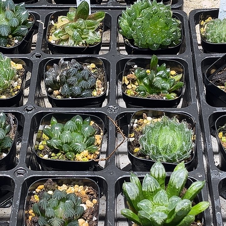 15 脱土发货8颗13.9包邮