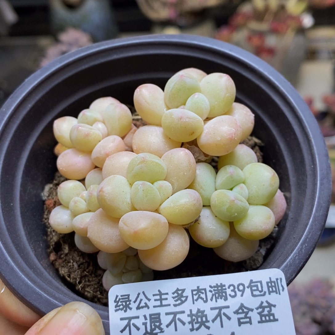 624萤火虫多肉5c m