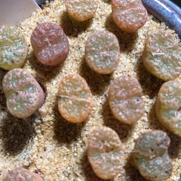 泡泡勋章一颗一颗