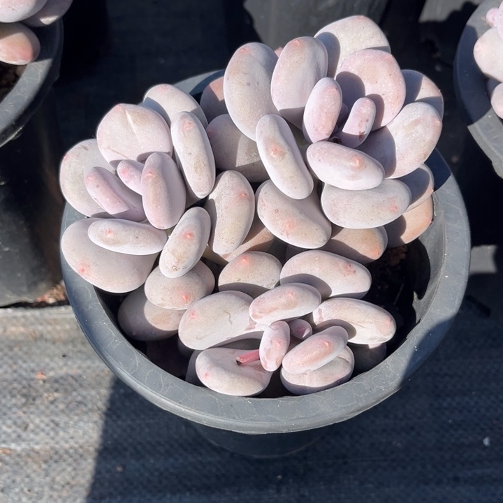 大叶奶多肉植物0158