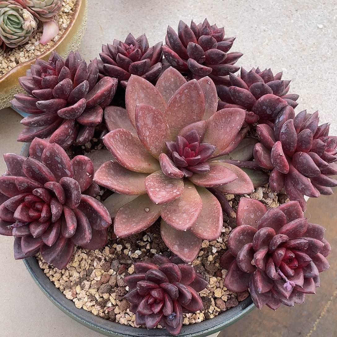 丰沛玫瑰多肉多肉