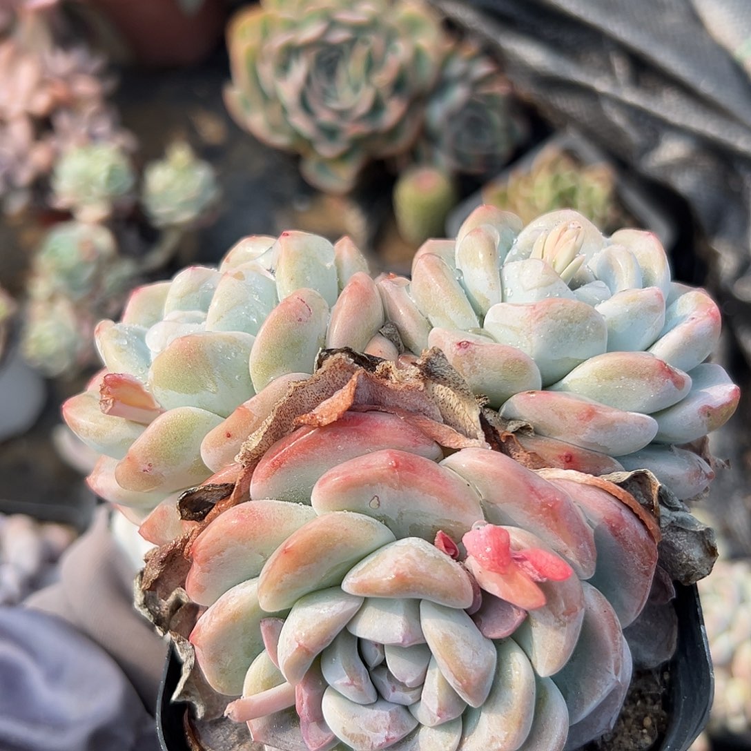 冰玉多破四座无言星欲稀我