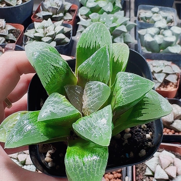 糖***糖无花朵十二卷。  实生特选。 福利